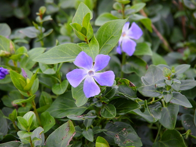 [A five petal bloom with square-tip purple petals with a white at the center faces the camera. There are a few other blooms partially visible and lots of green leaves.]